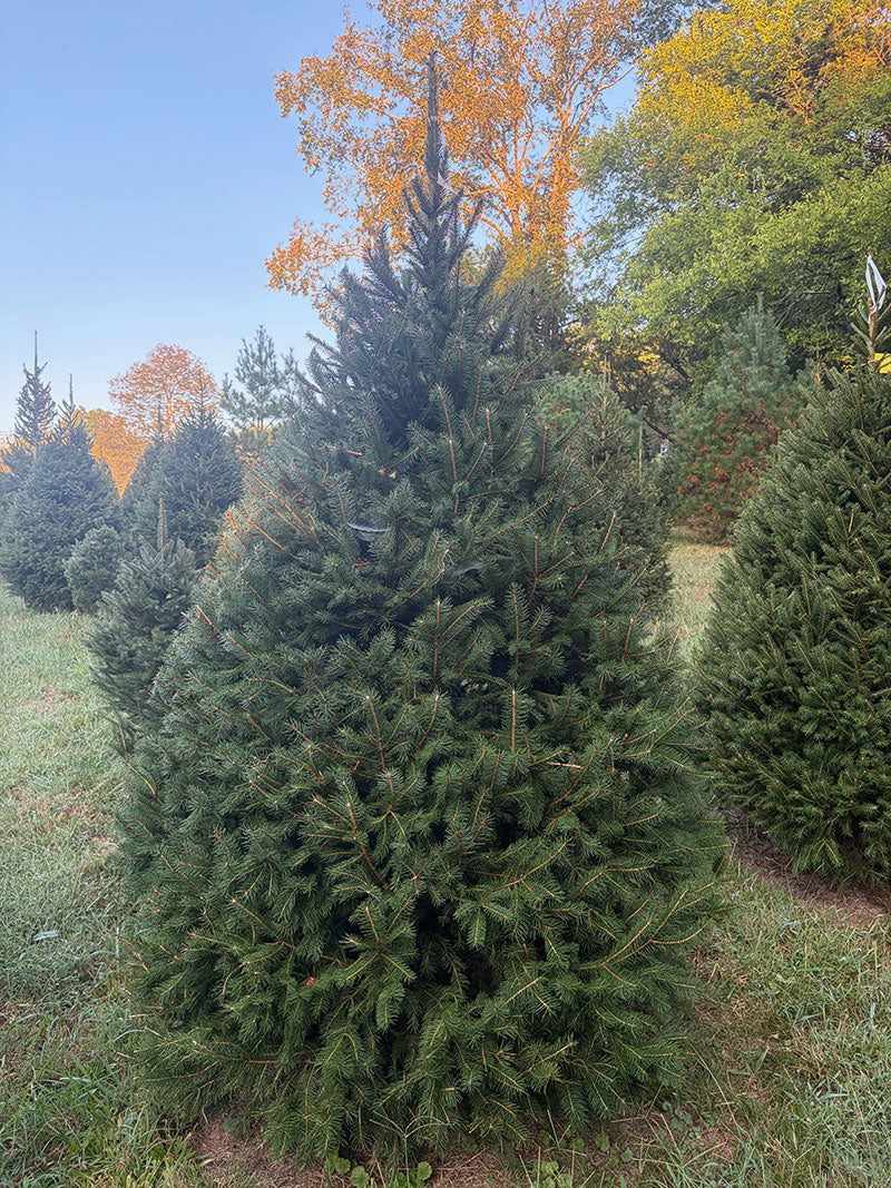 7' 11" Choose and Cut Norway Spruce, 58" Base