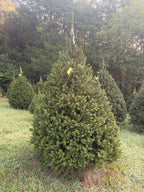 8' 1" Choose and Cut Norway Spruce, 62" Base