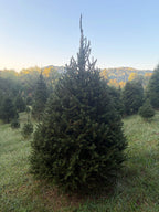 8' 1" Choose and Cut Norway Spruce, 62" Base