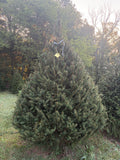 8' 9" Choose and Cut Norway Spruce, 76" Base
