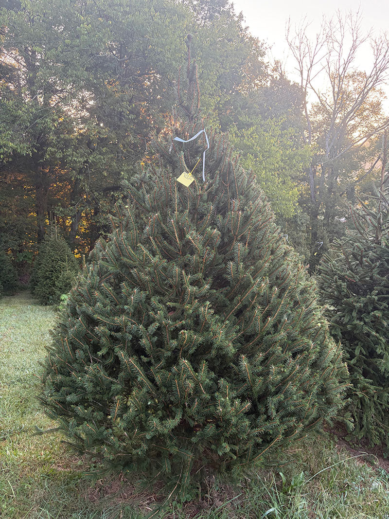 8' 9" Choose and Cut Norway Spruce, 76" Base