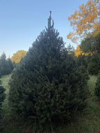 8' 9" Choose and Cut Norway Spruce, 76" Base