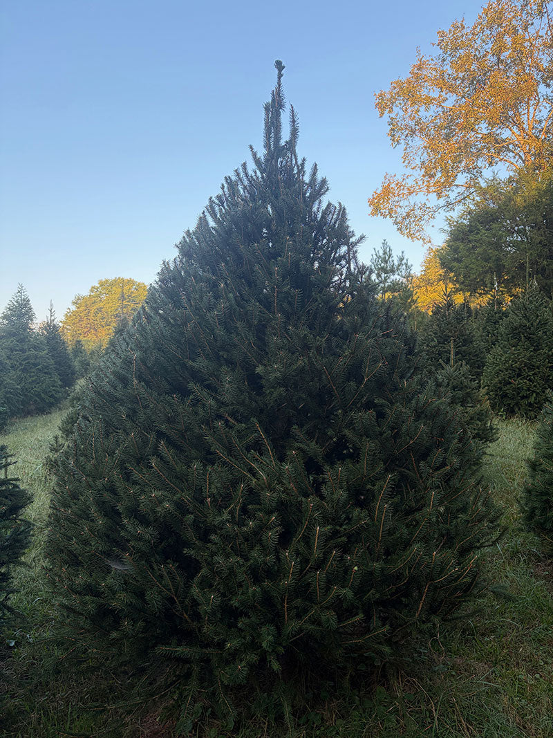 8' 9" Choose and Cut Norway Spruce, 76" Base