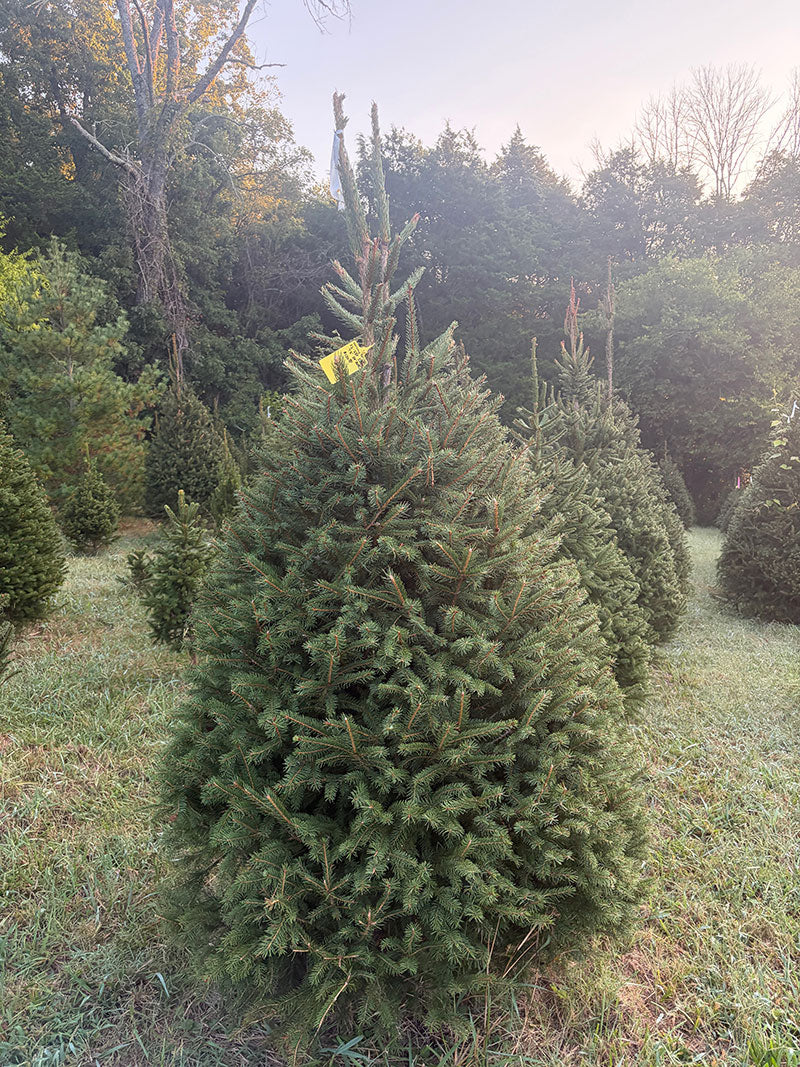 7' 5" Choose and Cut Norway Spruce, 54" Base