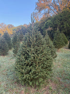7' 5" Choose and Cut Norway Spruce, 54" Base