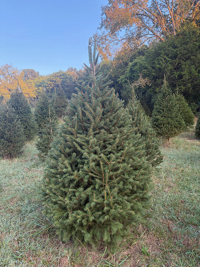 7' 5" Choose and Cut Norway Spruce, 54" Base