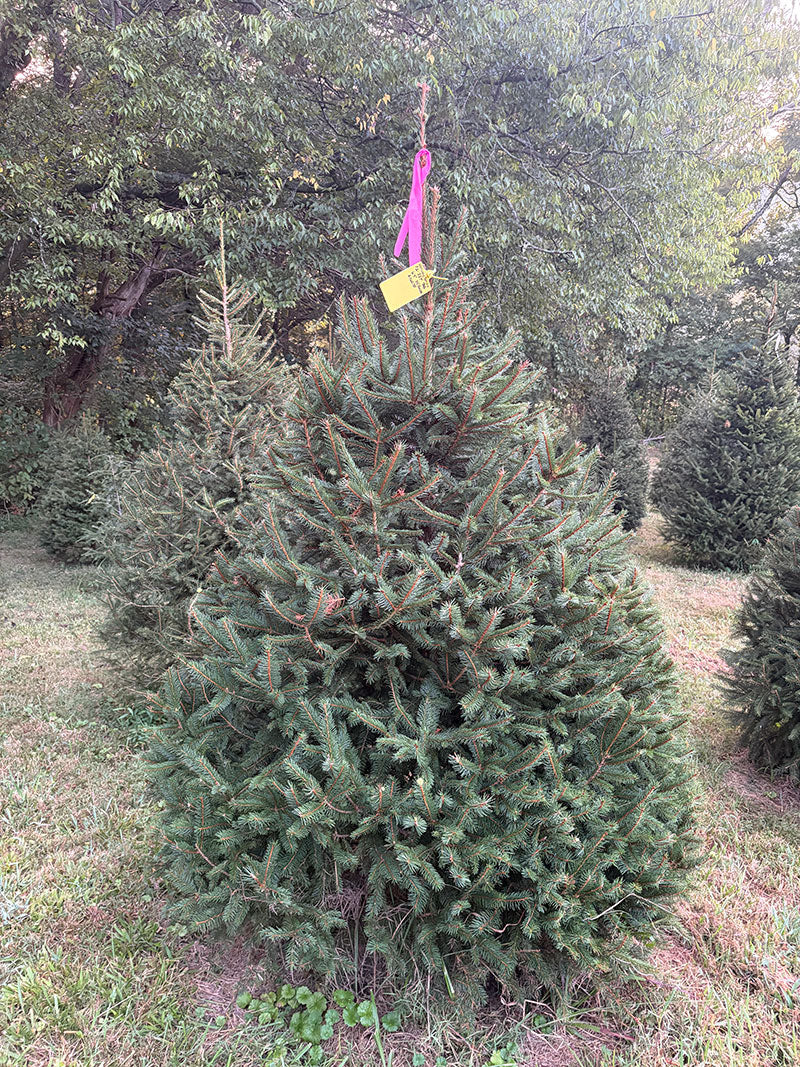 6' 9" Ball and Burlap Norway Spruce, 55" Base