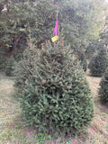 6' 9" Ball and Burlap Norway Spruce, 55" Base