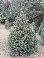 6' 9" Ball and Burlap Norway Spruce, 55" Base