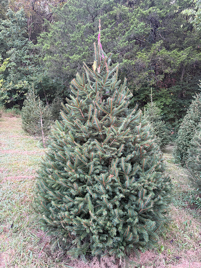 6' 9" Ball and Burlap Norway Spruce, 55" Base