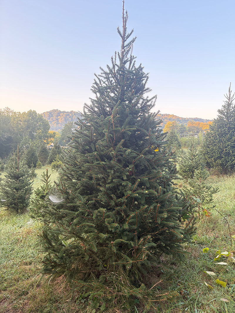 8' 10" Choose and Cut Norway Spruce, 63" Base