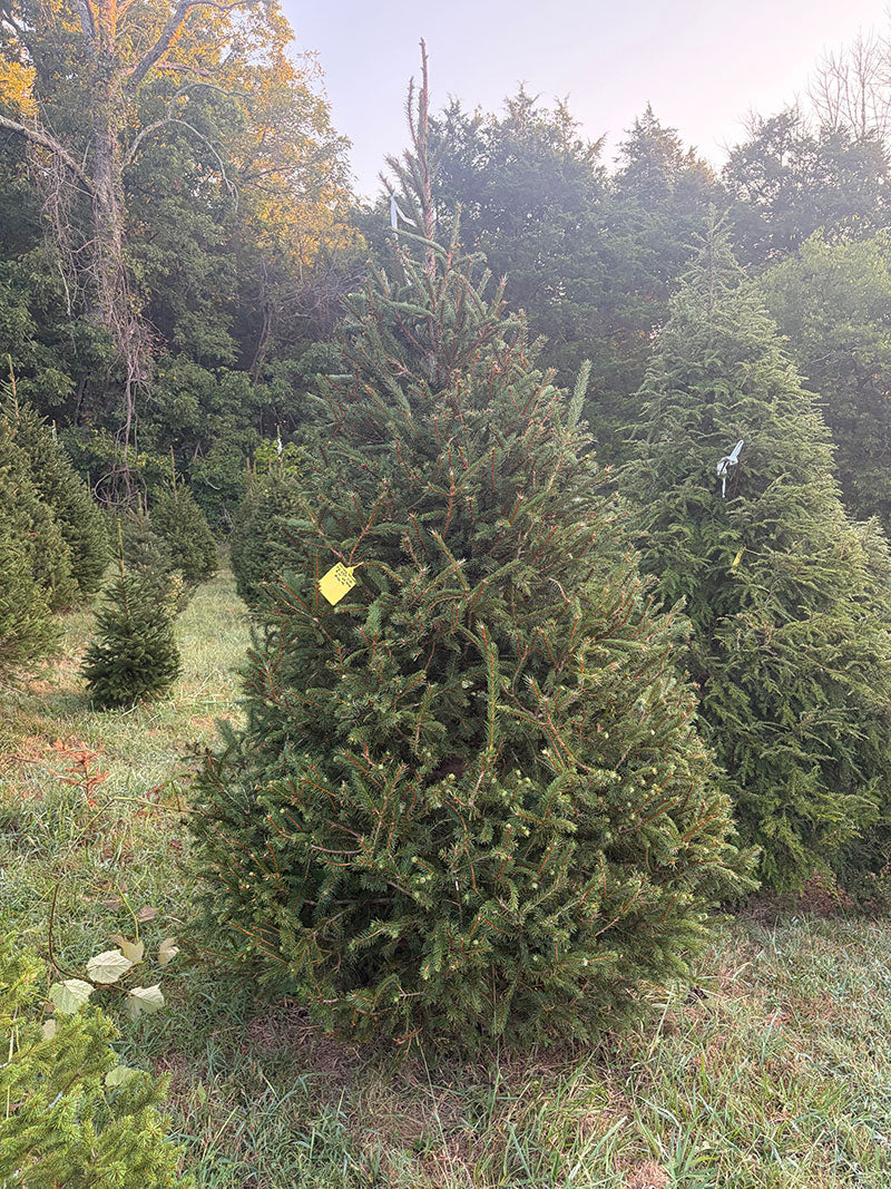 8' 10" Choose and Cut Norway Spruce, 63" Base