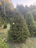 8' 10" Choose and Cut Norway Spruce, 63" Base
