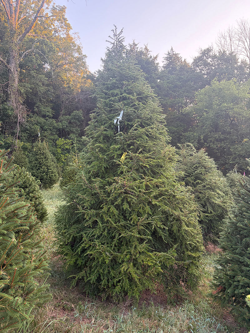 9' 8" Choose and Cut Canadian Hemlock, 80" Base