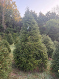 9' 8" Choose and Cut Canadian Hemlock, 80" Base