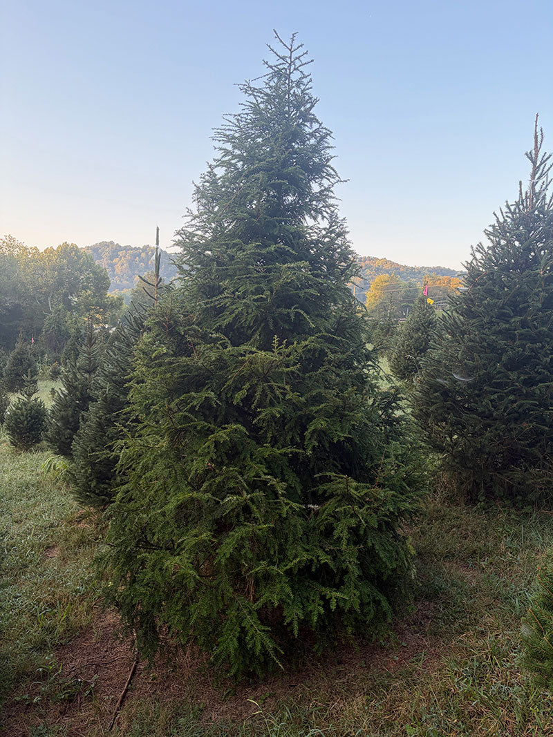 9' 8" Choose and Cut Canadian Hemlock, 80" Base