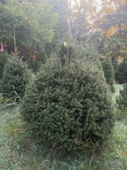 6' Choose and Cut Norway Spruce, 59" Base