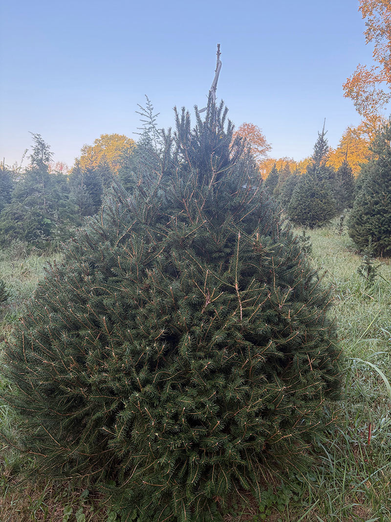 6' Choose and Cut Norway Spruce, 59" Base