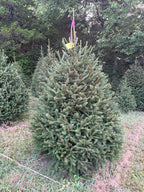 6' 11" Ball and Burlap Norway Spruce, 50" Base