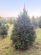 6' 11" Ball and Burlap Norway Spruce, 50" Base