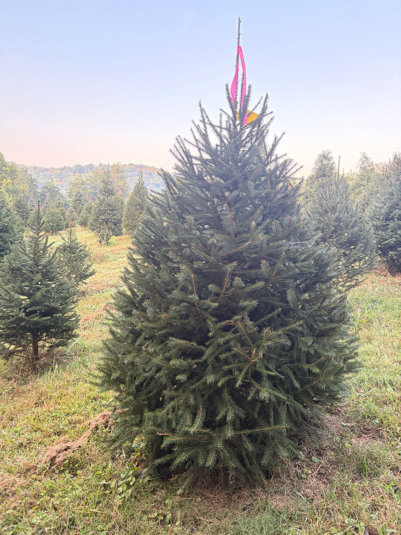 6' 11" Ball and Burlap Norway Spruce, 50" Base
