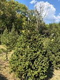 8' 10" Choose and Cut Norway Spruce, 58" Base
