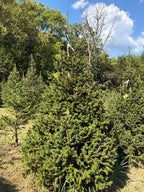 8' 10" Choose and Cut Norway Spruce, 58" Base
