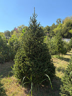 8' 10" Choose and Cut Norway Spruce, 58" Base