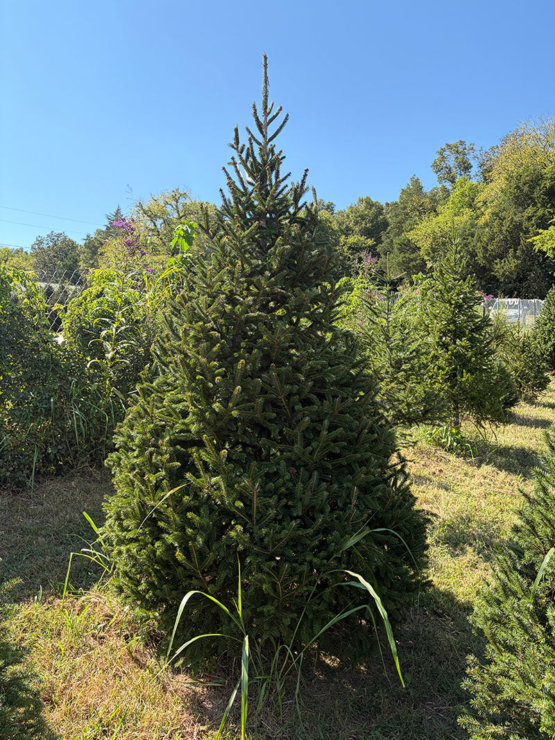 8' 10" Choose and Cut Norway Spruce, 58" Base