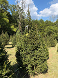 8' 9" Choose and Cut Norway Spruce, 53" Base