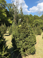 8' 9" Choose and Cut Norway Spruce, 53" Base