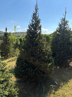 8' 9" Choose and Cut Norway Spruce, 53" Base