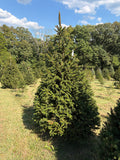 8' 3" Choose and Cut Norway Spruce, 52" Base