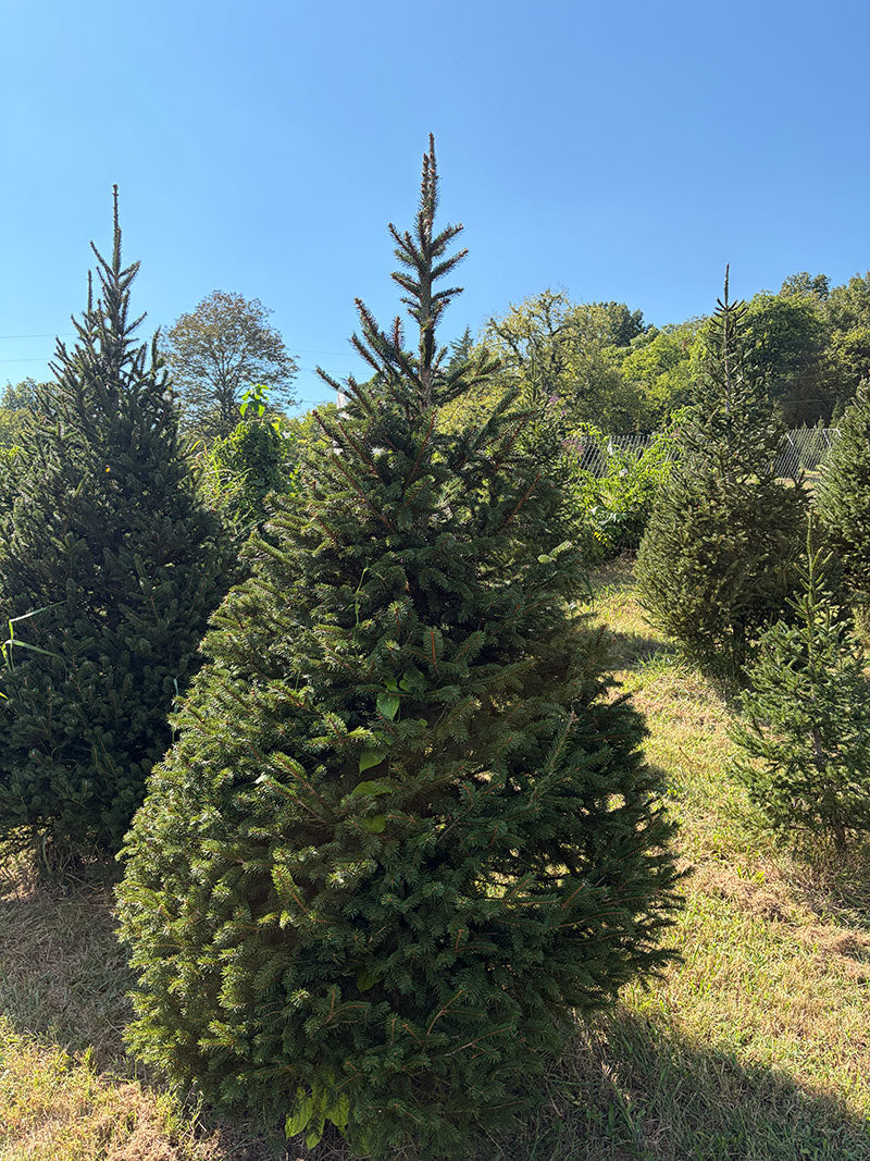 8' 3" Choose and Cut Norway Spruce, 52" Base