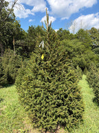 9' 1" Choose and Cut Norway Spruce, 62" Base