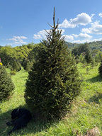 9' 1" Choose and Cut Norway Spruce, 62" Base