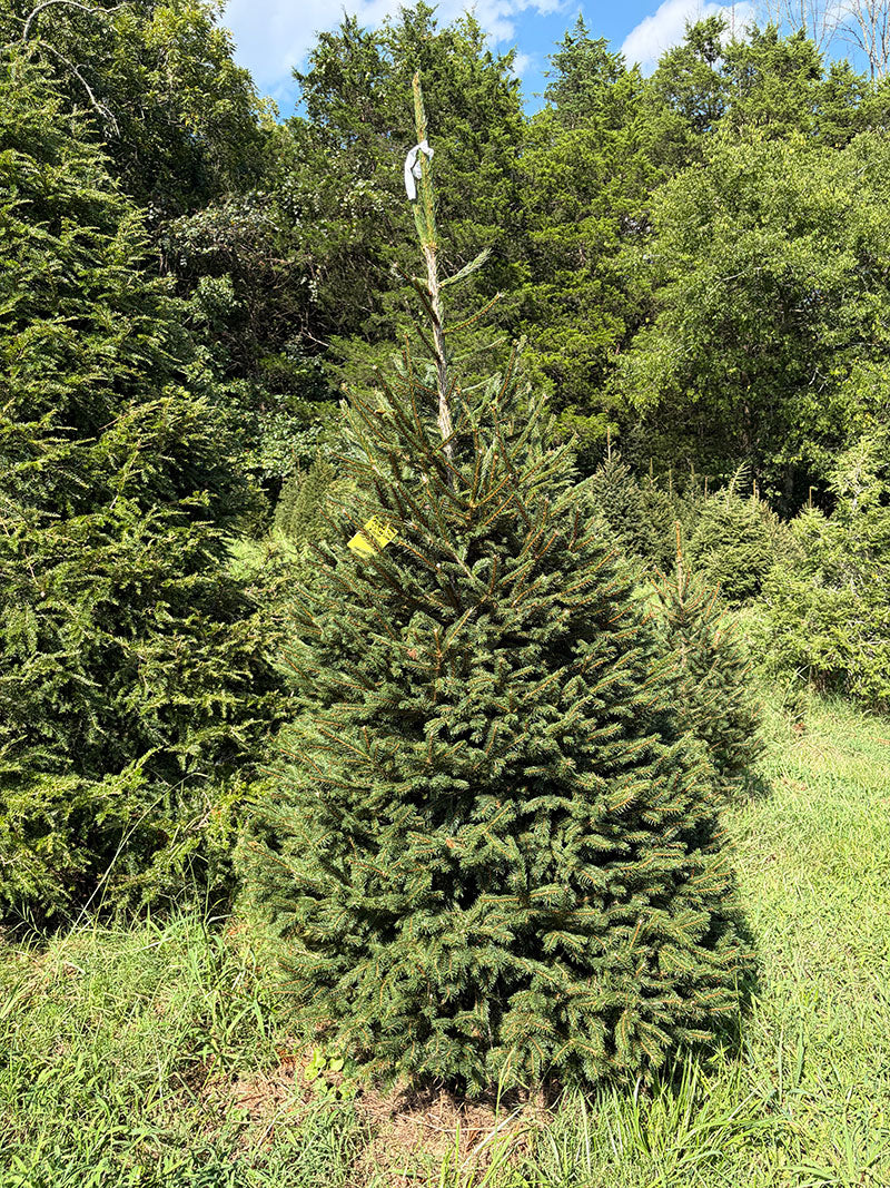 7' 3" Choose and Cut Norway Spruce, 48" Base