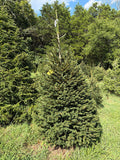 7' 3" Choose and Cut Norway Spruce, 48" Base