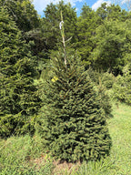 7' 3" Choose and Cut Norway Spruce, 48" Base