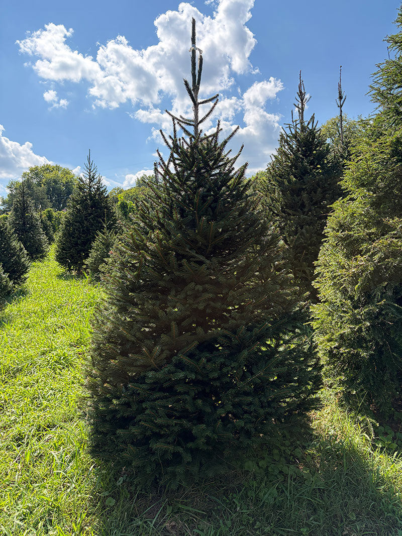 7' 3" Choose and Cut Norway Spruce, 48" Base