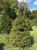 6' 9" Choose and Cut Norway Spruce, 55" Base