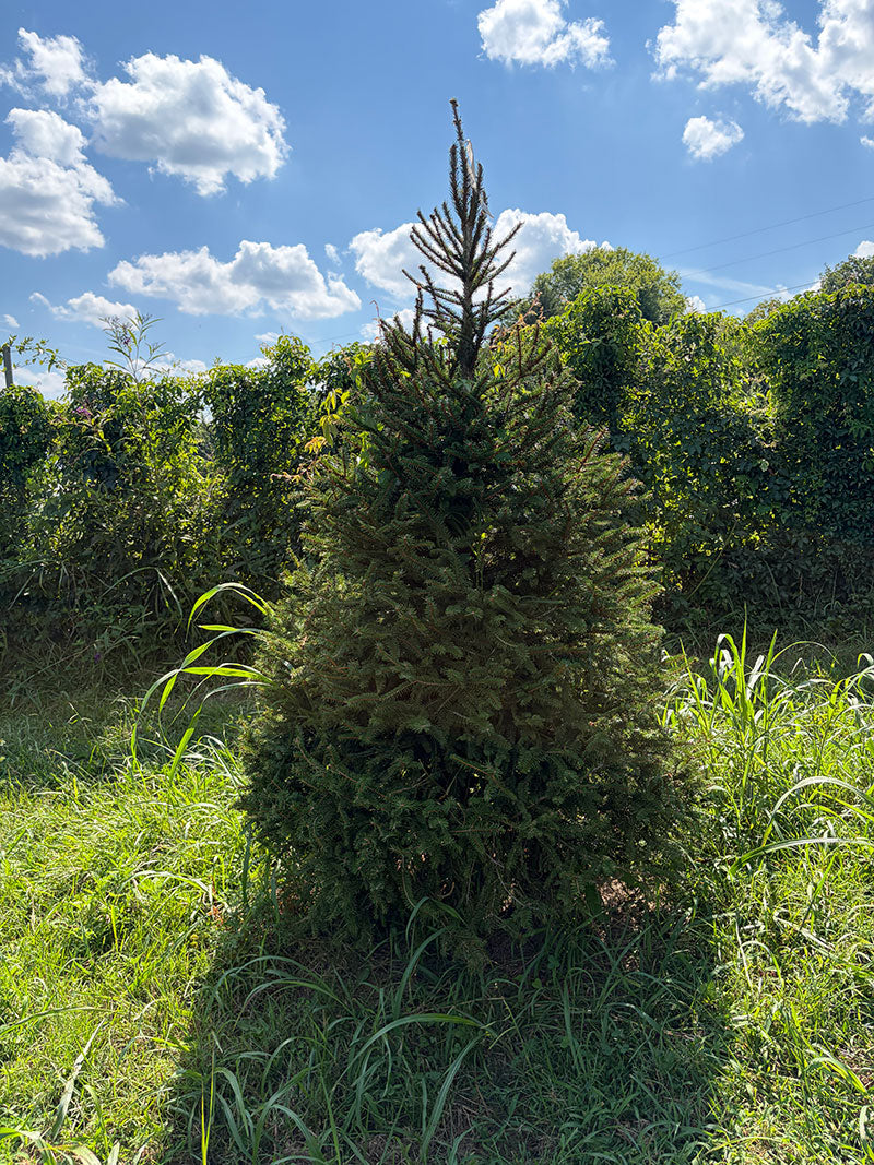 6' 9" Choose and Cut Norway Spruce, 55" Base