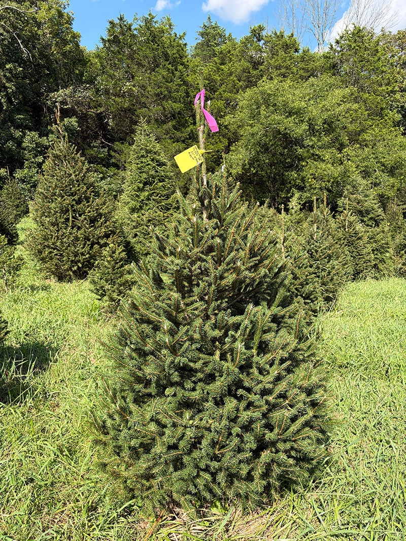5' 11" Ball and Burlap Norway Spruce, 41" Base