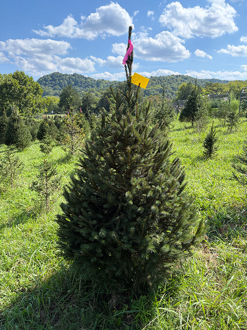 5' 11" Ball and Burlap Norway Spruce, 41" Base