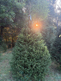 8' 9" Choose and Cut Norway Spruce, 66" Base