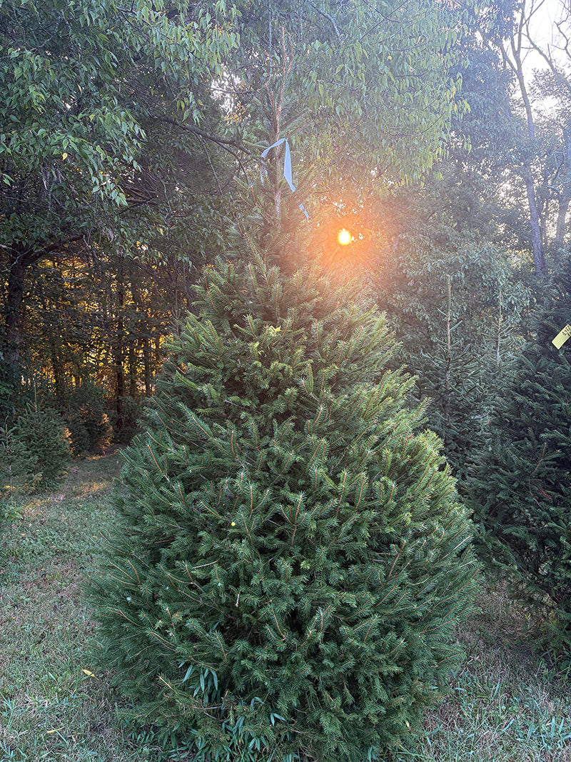 8' 9" Choose and Cut Norway Spruce, 66" Base