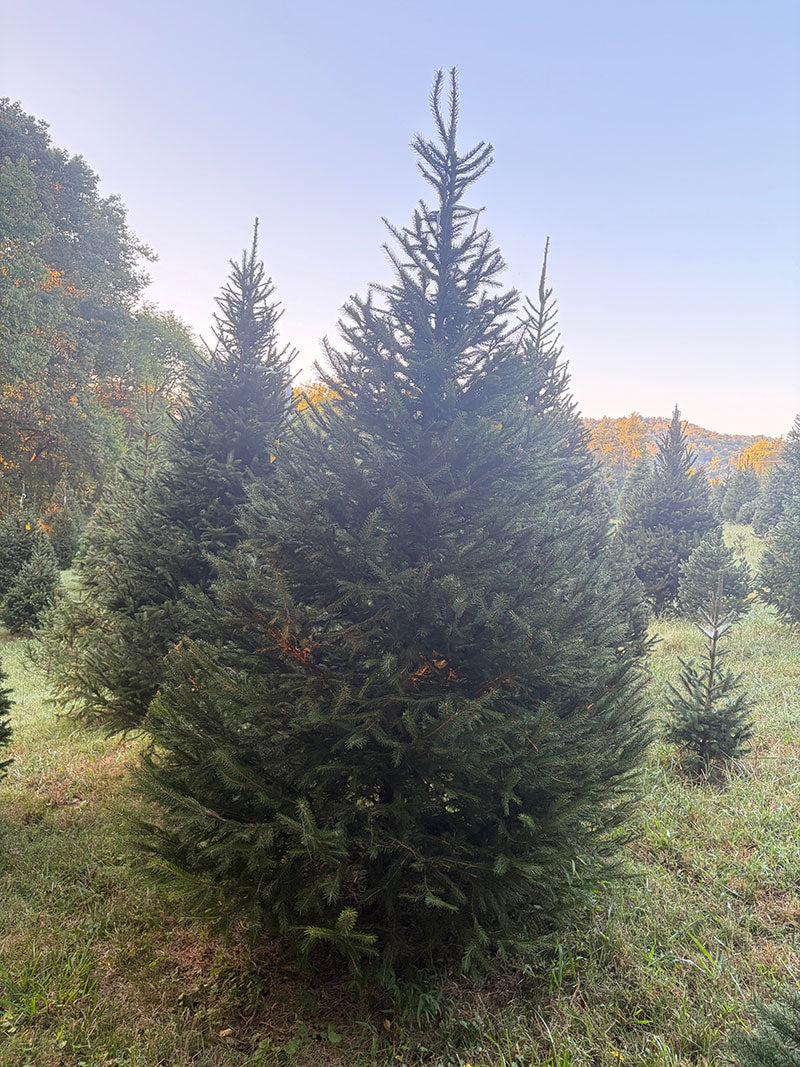 8' 9" Choose and Cut Norway Spruce, 66" Base