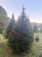 8' 9" Choose and Cut Norway Spruce, 66" Base