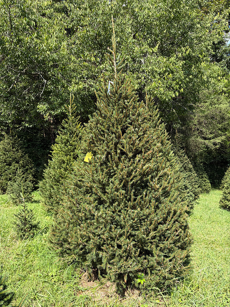 9' 2" Choose and Cut Norway Spruce, 62" Base