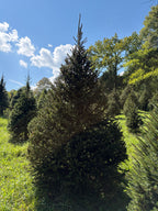 9' 2" Choose and Cut Norway Spruce, 62" Base